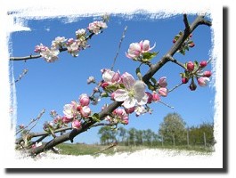 Frhling