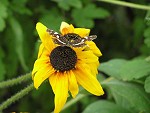 Foto 05
